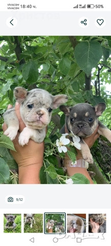 френски булдог бебета, снимка 6 - Френски булдог - 52585927