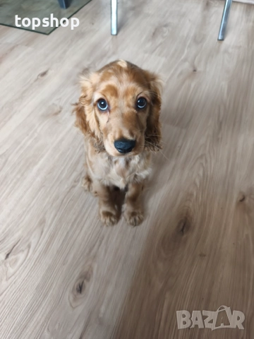 Продавам кученце Кокер Шпаньол - чиста порода, родена 26.08.25 Обезпаразитена, снимка 4 - Кокер шпаньол - 52685128