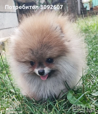 Померан момче, снимка 6 - Померан - 51135250