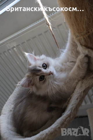 Британски котета, снимка 4 - Британска късокосместа - 54754825
