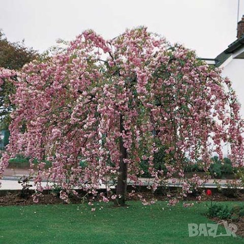 Плачеща японска вишна kiku shidare zakura, снимка 2 - Градински цветя и растения - 44195869