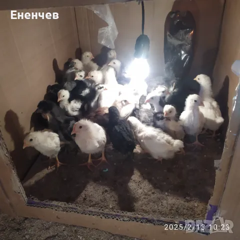 Пиленца на 45дни!!, снимка 1 - Кокошки и пуйки - 48964564