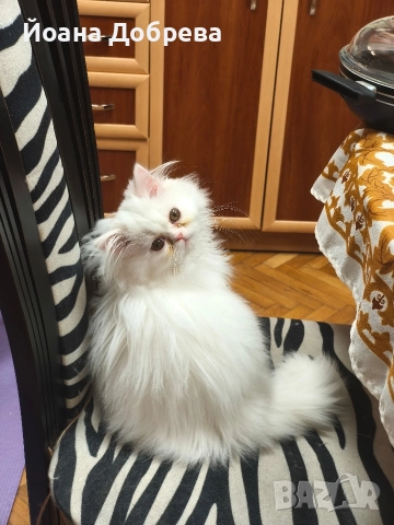 Породисти пухкави персийски котета, снимка 12 - Персийска - 52670996