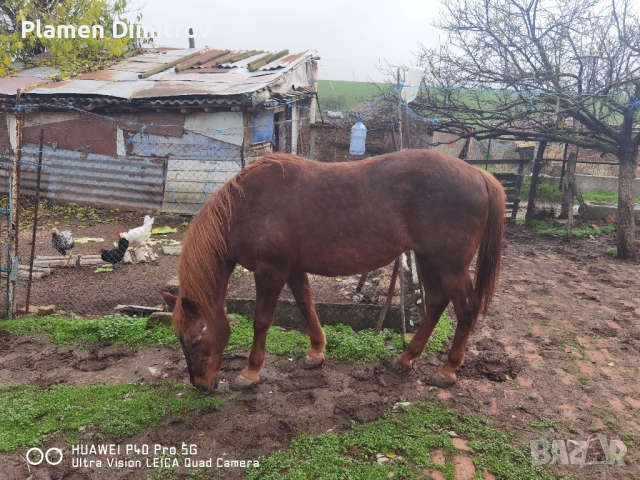 Кобила много добре гледана , снимка 3 - Други животни - 52675186