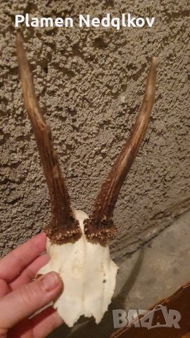 Сет рога, снимка 7 - Колекции - 39485402