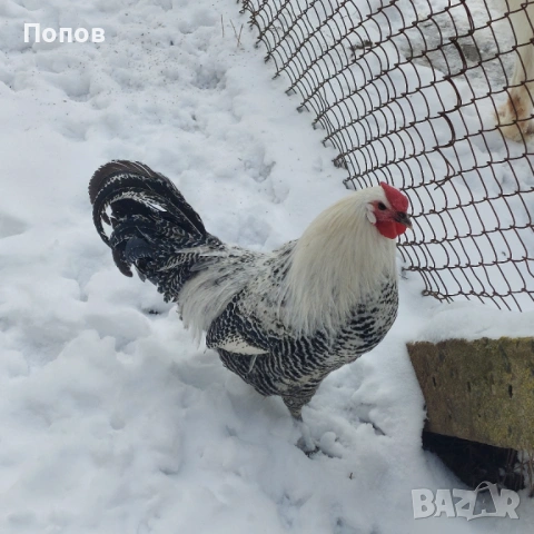 Продавам вествалски петлета, снимка 7 - Кокошки и пуйки - 52050258