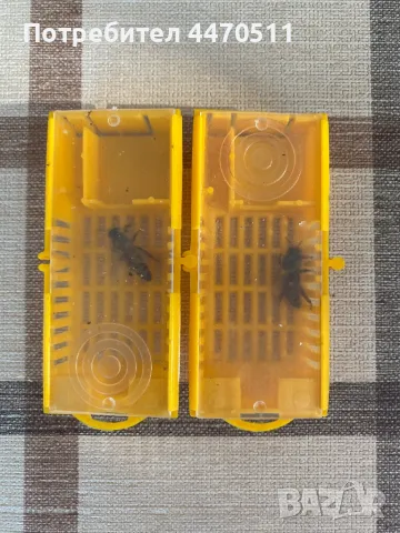 Пчелни майки, снимка 1