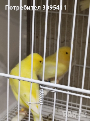 Продавам цветни канари, снимка 3 - Канари - 52188924