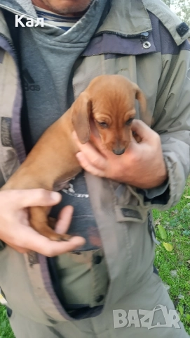 Дакел,дакелчета, снимка 4 - Дакели - 52122647