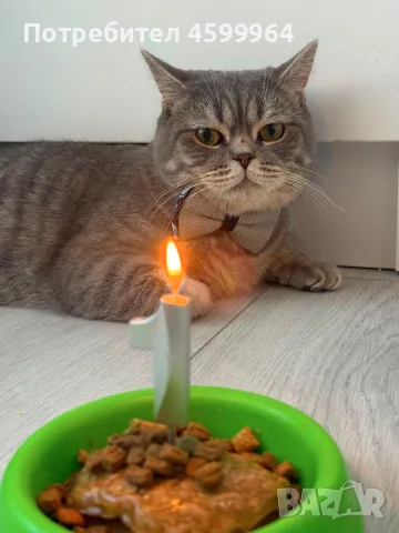 🐱 Продават се 3 прекрасни котета 🐱, снимка 5 - Британска късокосместа - 55709886