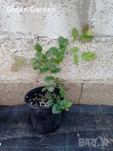 Американска боровинка , снимка 4 - Градински цветя и растения - 50985526