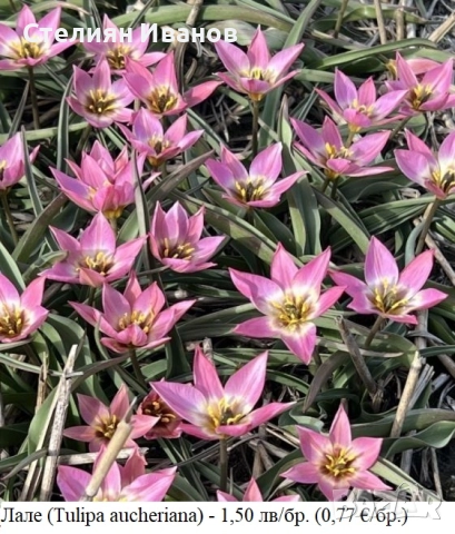 БОТАНИЧЕСКИ ЛАЛЕТА – ЛУКОВИЦИ, снимка 4 - Сортови семена и луковици - 52372825