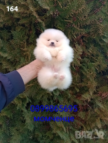 Различни възрасти ! Мини Померани. Реални снимки !!! , снимка 8 - Померан - 53795072