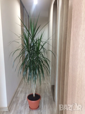 Красива палма Драцена Маргината, Хлорофитум