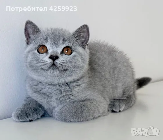 Британска късокосместа, снимка 2 - Британска късокосместа - 56159416