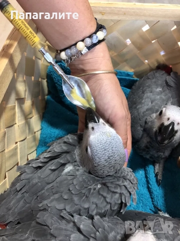 Папагали Жако- Конго, снимка 4 - Папагали - 52346276
