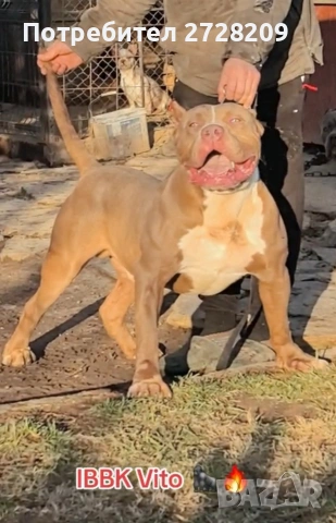 Американско Були Хл/American Bully XL , снимка 9 - Питбул - 53262294