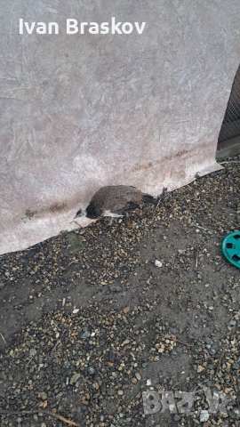 пауни индийски , снимка 4 - Кокошки и пуйки - 52198006