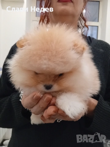 померан мини сладкишка, снимка 2 - Померан - 53093276