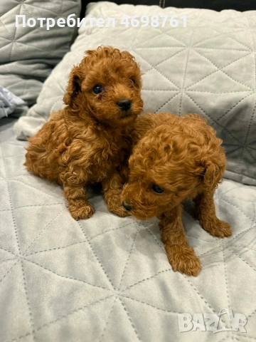 Той пудел//Пудел той, снимка 9 - Пудели - 53564195