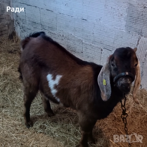 Продавам породисто пръчле , снимка 2 - Кози - 52980525