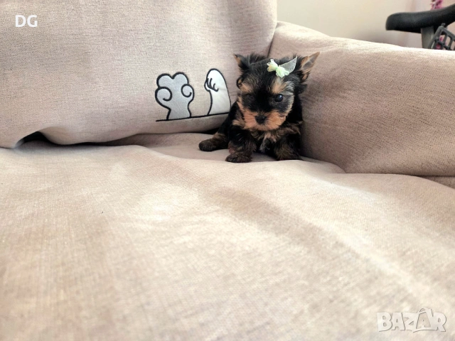 мини йоркширски териер