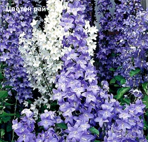 Три вида кампанула камбанка, гломерата и пирамидалис , снимка 7 - Градински цветя и растения - 52854164