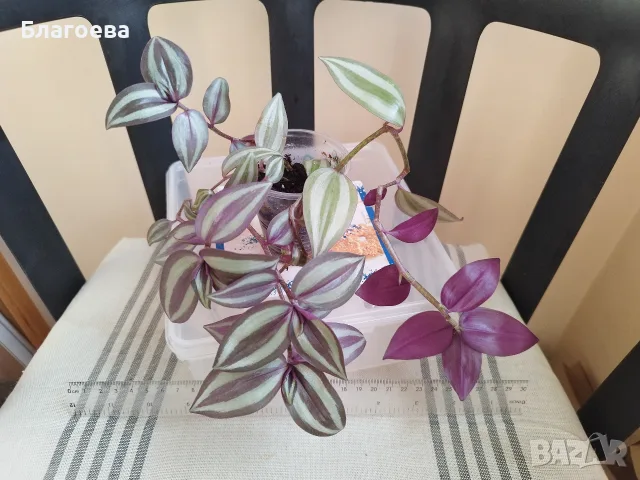 Традесканция 2 €