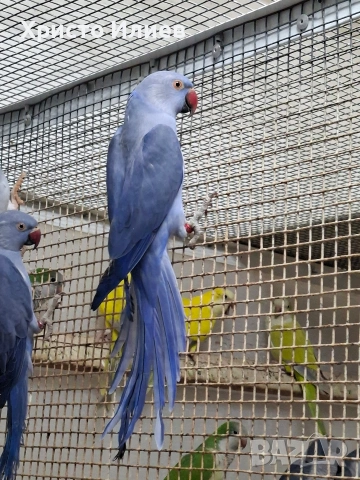 Парот център Бургас виолетови александри , снимка 2 - Папагали - 53656882