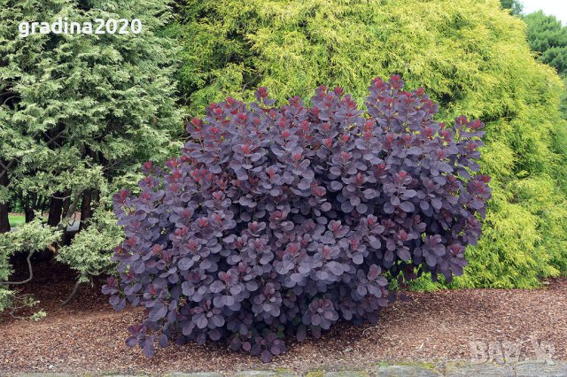Червена Смрадлика (Cotinus coggygria 'Royal Purple'), снимка 6 - Разсади - 40979101