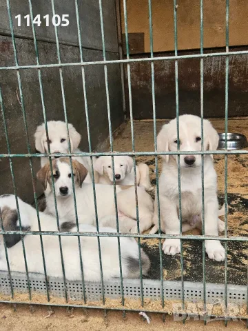 Алабай  на 50дни, снимка 3 - Алабай - 56269731