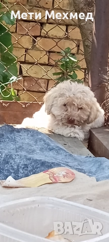 лагото, снимка 5 - Други - 51213827