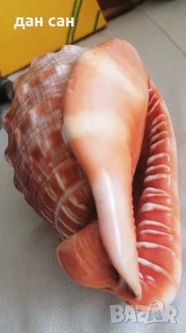 Индийски Океан голяма раковина рядкост , снимка 1