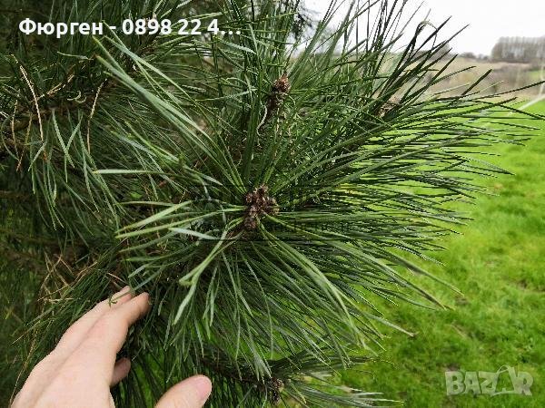 Ела Българска , бор , смърч , бял бор и мура, снимка 2 - Градински цветя и растения - 40955092