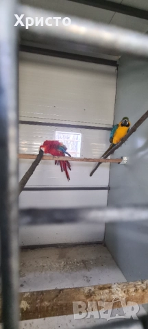 Продавам чифт Ари , снимка 2 - Папагали - 52542276