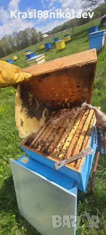 Пчелни майки , снимка 4 - За пчели - 50136669