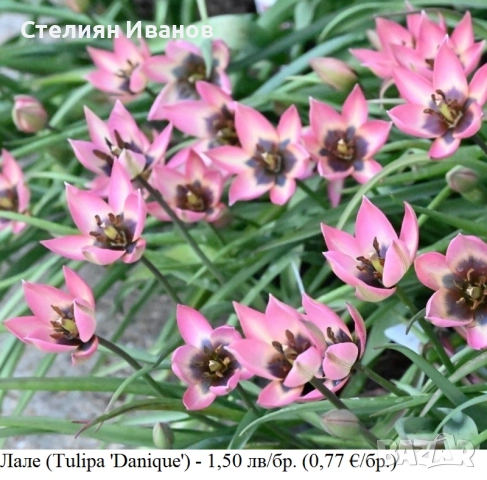 БОТАНИЧЕСКИ ЛАЛЕТА – ЛУКОВИЦИ, снимка 10 - Сортови семена и луковици - 52372825