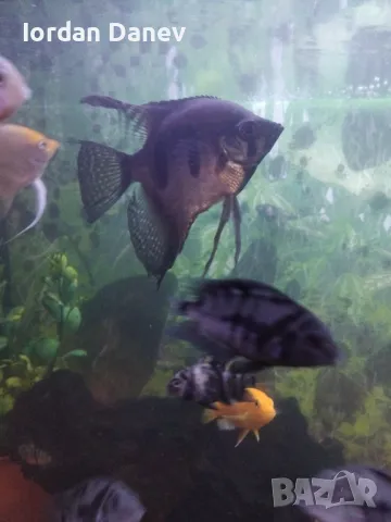 Продавам рибки , снимка 3 - Рибки - 47412039