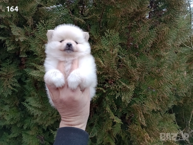 Померанчета. Момичета.