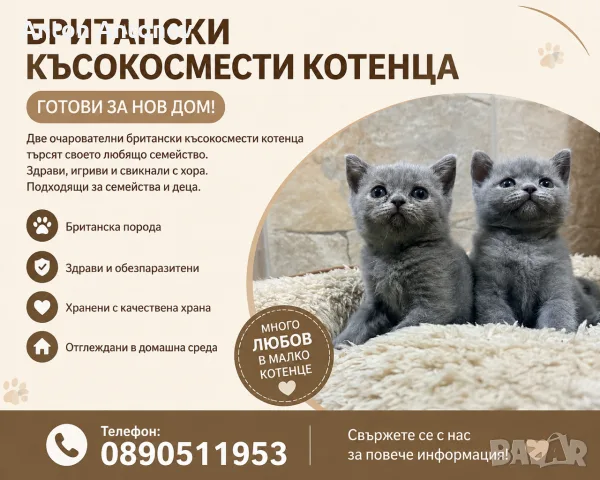 Чистокръвни Британски късокосмести котенца
