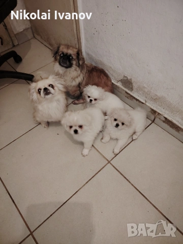 Бели пекинезчета на 60 дни , снимка 10 - Пекинез - 53741692