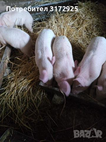 Малки прасенца , снимка 8 - Прасета - 52325916