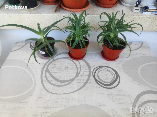 Алое вера-медицинско