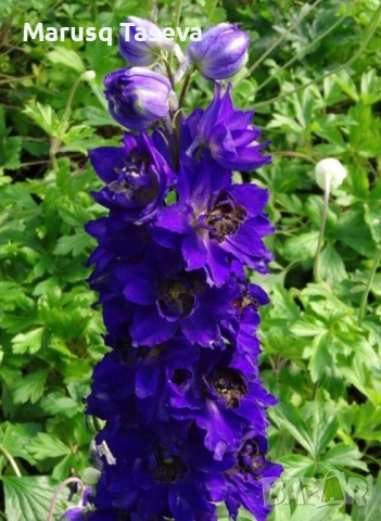 Делфиниум -10 вида , снимка 18 - Градински цветя и растения - 53818064