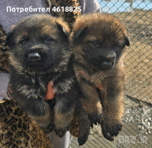 Сиви немски овчарки , снимка 2 - Немска овчарка - 53635810