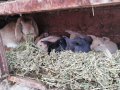 Продавам зайци , снимка 2