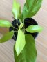 Philodendron Malay Gold , снимка 1 - Стайни растения - 41909788