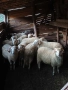 коч кочове за продан , снимка 5