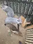 зайци великани всякакви, снимка 4