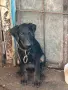 Свободни кучета , снимка 5